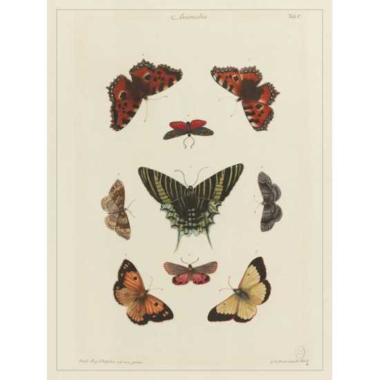 Planche 30x40 cm - Papillons